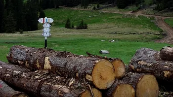 Tăierile ilegale de pădure din România ajung pe Netflix într-un documentar
