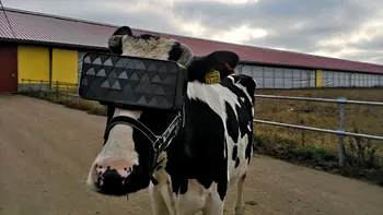 Vacile expuse la realitate virtuală fac laptele mai bun: de ce este normal să fie așa
