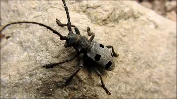 Gândacul care ne lasă fără autostradă în România: de ce am putea pierde finanțarea europeană