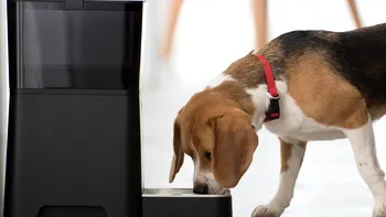 Animale de companie, înfometate din cauza unui dispozitiv inteligent: cum a fost posibil