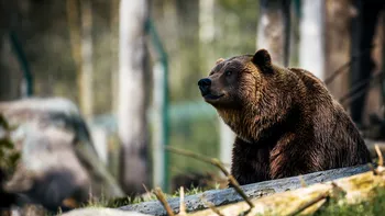 Teoria lui Darwin de acum peste 140 de ani a fost, în sfârșit, confirmată