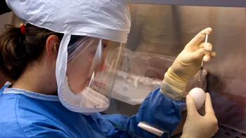 Ouăle de găină pot „crea” vaccinuri, dar metoda nu va funcționa pentru noul virus