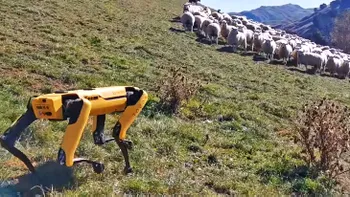Robotul pus să păzească oile sună SF, dar deja se întâmplă în această țară