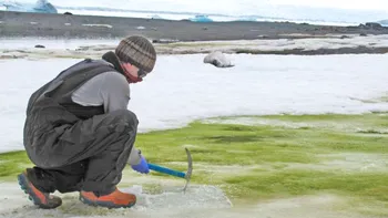 Fenomenul ciudat din Antarctica: de ce zăpada de aici se colorează în verde