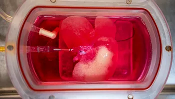 Organe create în laborator, transplantate cu succes la șoareci: ce înseamnă asta pentru oameni