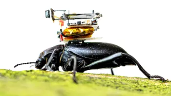 Cercetătorii au inventat gândacii „cameramani”. De ce au pus camere pe spatele insectelor?