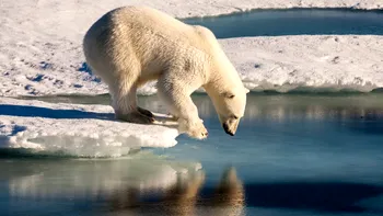 De ce încălzirea globală va duce la dispariția urșilor polari ca specie de animale