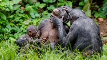 Speciile de animale care se pot infecta cu virusul