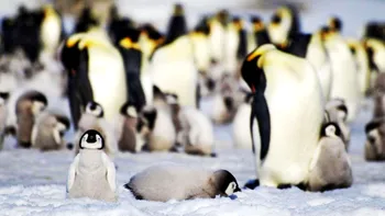 Pinguinii africani, în pragul dispariției: populațiile de reproducere au scăzut cu 95% în mai puțin de un deceniu