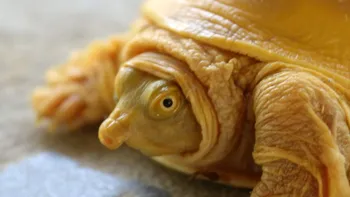 Această broască țestoasă aurie este cea mai bizară specie pe care o vei vedea astăzi