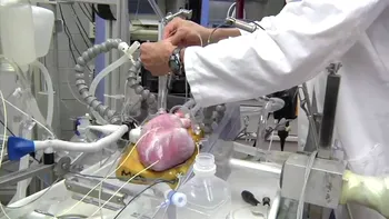 Prima inimă crescută în laborator se poate dovedi o revoluție în medicină