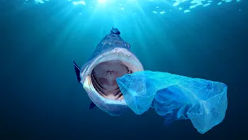 Poluarea are un impact dezastruos în oceane: ce au descoperit cercetătorii