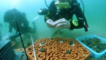 Experiment inedit sub apă: reciful de corali construit de la zero