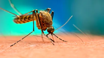 Compania din spatele țânțarilor mutant vrea să modifice acum și genele altor creaturi. Cum funcționează tehnologia
