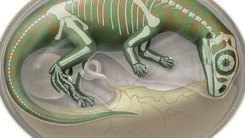 Au reconstruit cranii din embrioni de dinozauri vechi de 200 de milioane de ani în detalii 3D uimitoare