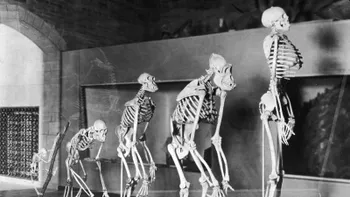 Oamenii sunt încă în proces de evoluție și așa îți poți da seama cum se întâmplă