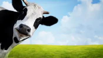 Cercetătorii au modificat genetic vitele, ca să supraviețuiască încălzirii climatice