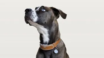 Cea mai tare invenție ca să nu mai rătăcești lucruri: cum funcționează pentru animale de companie?