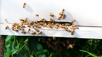 Ce instrumente folosesc albinele pentru a se apăra de atacurile viespilor gigant