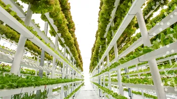 Revoluția în agricultură începe de la aceste ferme verticale