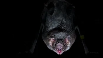 Cum s-a răspândit de la animale la oameni virusul care provoacă hepatita D