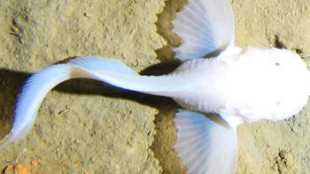 Acest robot explorează adâncurile oceanelor, unde oamenii nu pot ajunge. Ce a descoperit