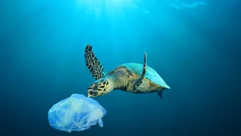 Poluarea cu plastic: modul în care tehnologia reciclării chimice ar putea ajuta la remedierea acesteia