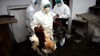Gripa aviară face ravagii în România: județele în care au fost descoperite cinci noi focare