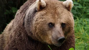 Răzbunarea românilor: ce a apărut pe Google Maps după împușcarea ursului Arthur