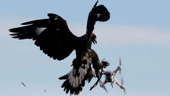 Dronele au urmărit obiceiurile de hrănire ale păsărilor. La ce ajută cercetarea
