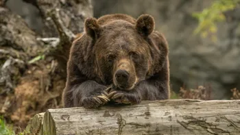 Adevărata realitate a urșilor din România: cum ”am ajuns grădina zoologică a Europei”