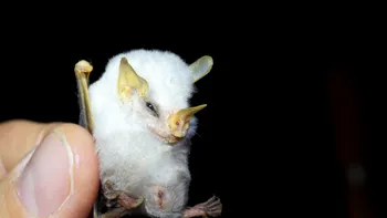 15 animale bizare de pe planetă despre care nu știai că există