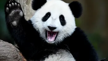 Ce se-ntâmplă cu ursul panda: specia era pe cale de dispariție