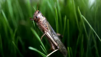 Cea mai veche insectă comunica prin aripile sale: ce au descoperit cercetătorii