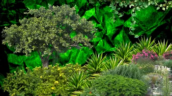 Top 10 cele mai toxice plante din România