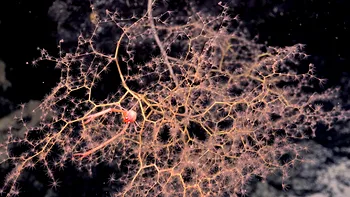 Viața sălbatică din oceane: creaturile magnifice descoperite de către cercetători în adâncuri