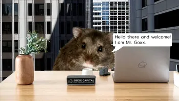 Un hamster din Germania redefinește conceptul de „haihui pe Wall Street”: de ce e mai bun decât un investitor profesionist