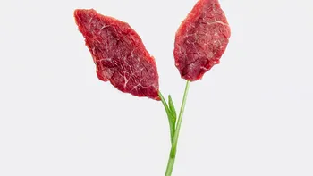 Oamenii de știință modifică genetic plante pentru a crește proteine din carne