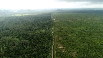 Promisiuni mari pentru salvarea planetei: peste 100 de țări promit să oprească defrișarea
