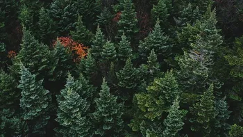 Pădurile României dispar văzând cu ochii: în 2020 au fost distruse peste 4.700 de hectare