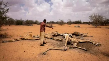 Imagini cumplite în Kenya: motivul pentru care girafele mor pe capete