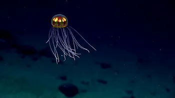 Oceanul este ultima frontieră a omenirii: ce descoperire au făcut cercetătorii