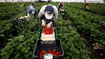 Război între agricultori și acest guvern: au uitat că de la ei ne vine mâncarea pe masă?