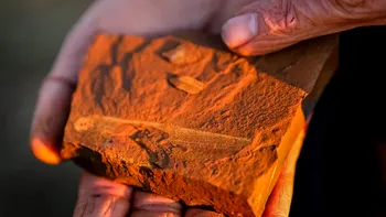 Fosilele unei păduri tropicale preistorice se ascund în stâncile ruginite din Australia