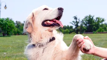 De ce nu e bine ca un câine să fie prea prietenos: avertismentul cercetătorilor