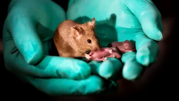 Premieră în știință: partenogeneza la mamifere a fost posibilă