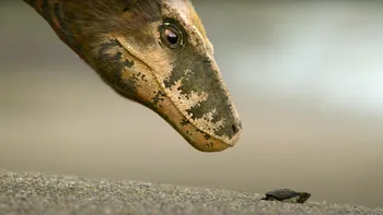 Preistoric Planet, noul documentar Apple dedicat celor pasionați de dinozauri și Cretacic: când îl vei putea vedea