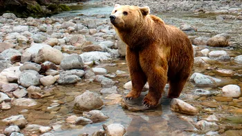 Mesaj RO-Alert. Un tânăr de 17 ani a fost atacat de urs în Prahova