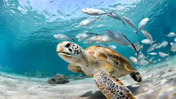 Pe măsură ce oceanele se încălzesc, viața marină se confruntă cu niveluri de extincție care rivalizează cu sfârșitul dinozaurilor