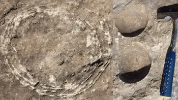 Descoperire incredibilă: ce are special acest ou fosilizat de dinozaur